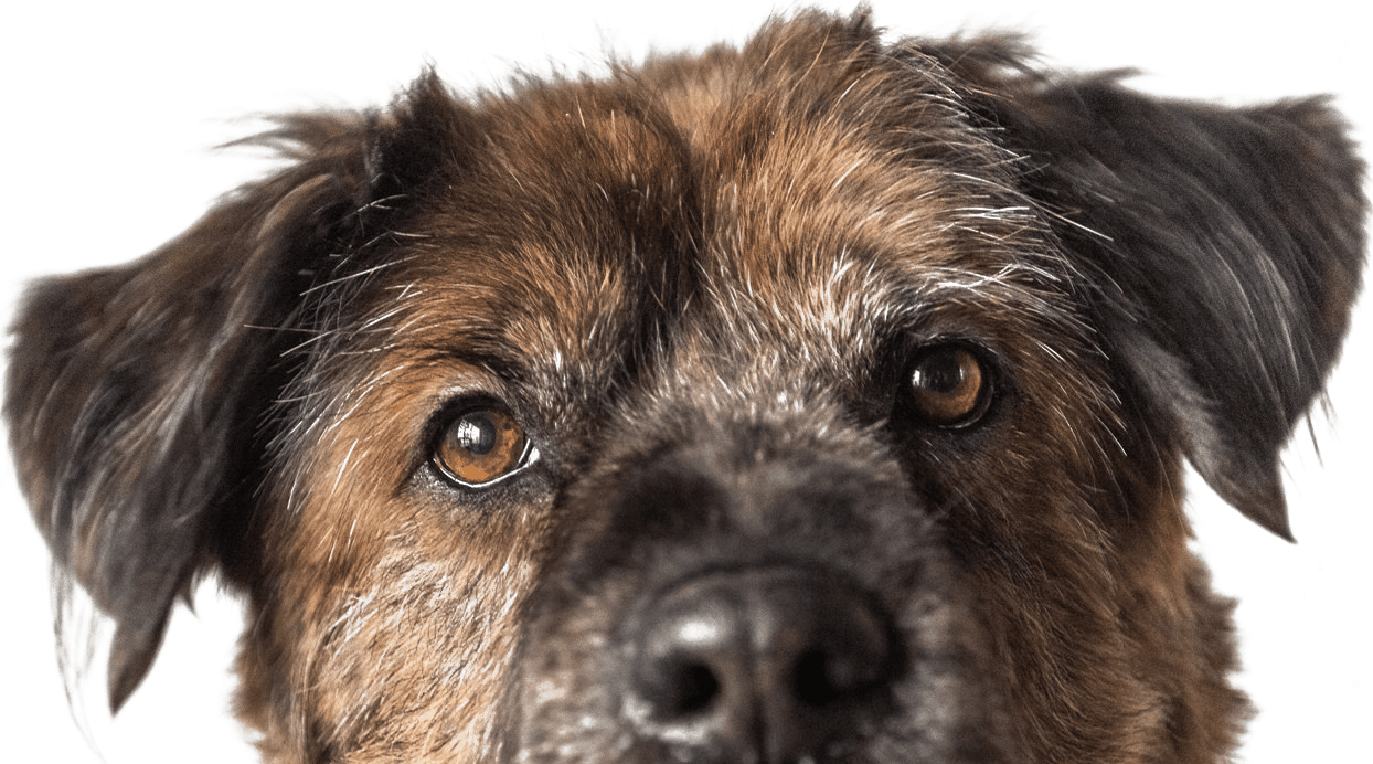Dog peeking into frame