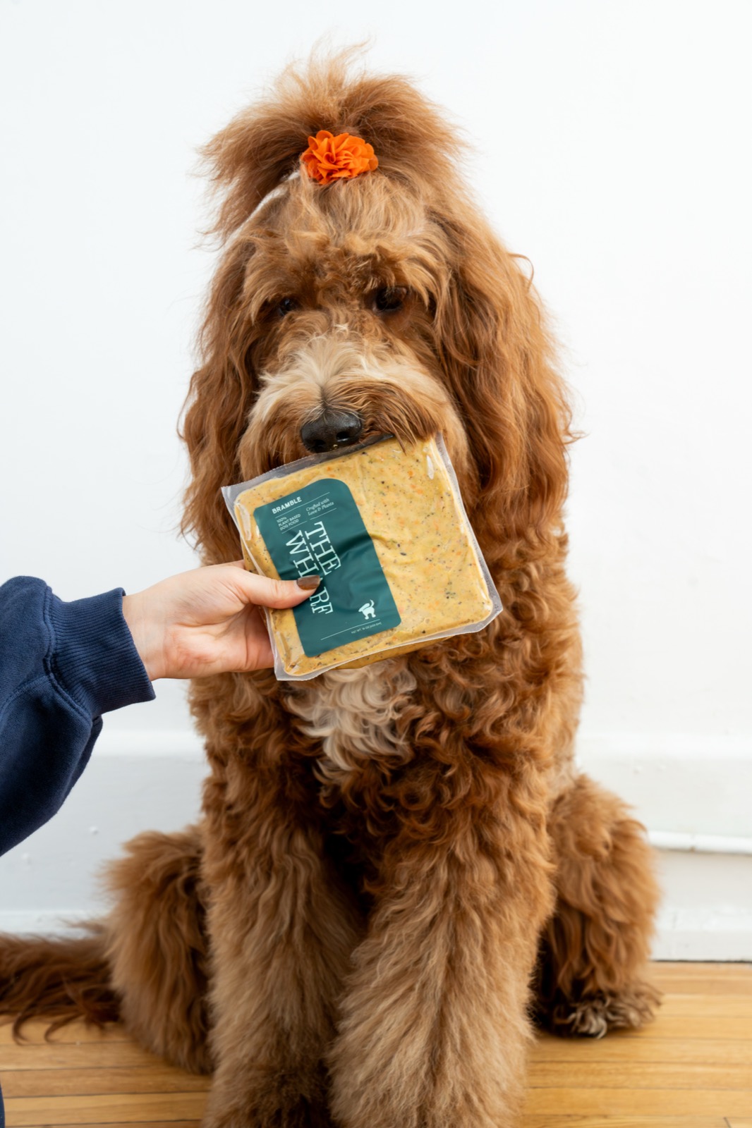 A dog holding a pack of Bramble fresh food