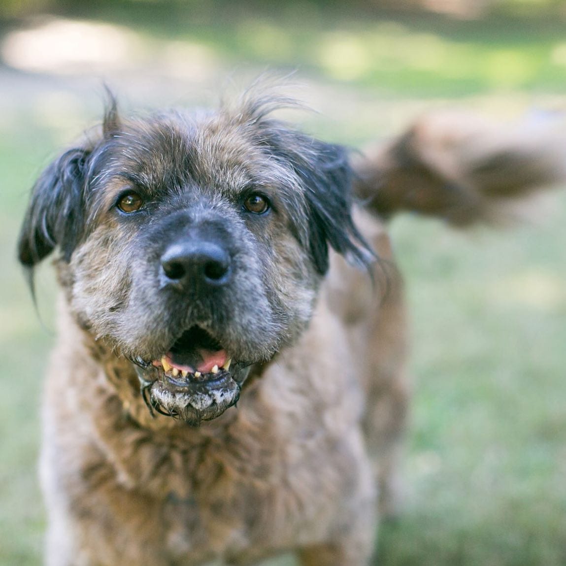 Taurine testing in clearance dogs