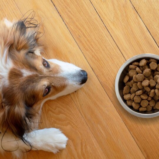 Image for Is Kibble (Dry Dog Food) Bad For Dogs?