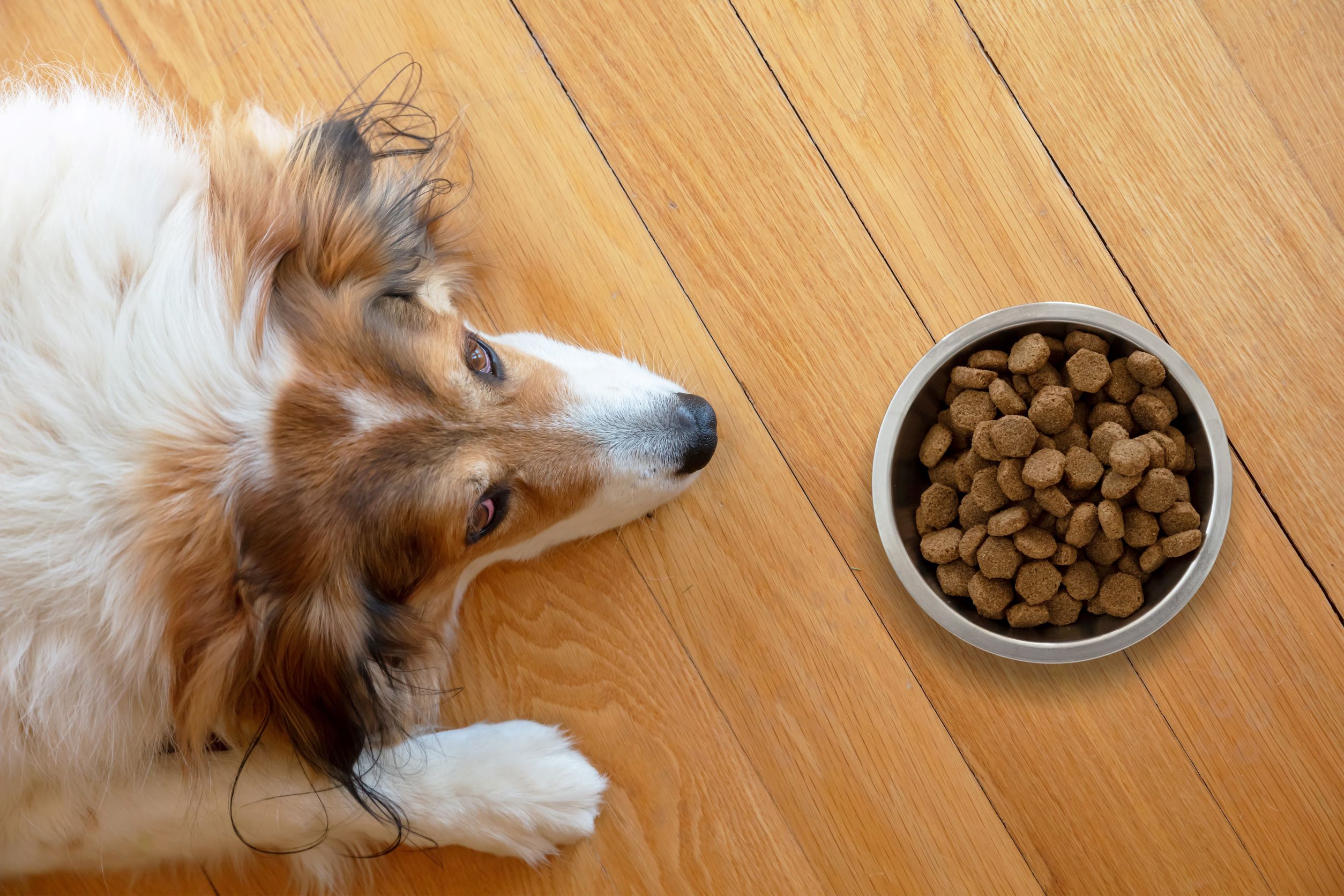 Image for Is Kibble (Dry Dog Food) Bad For Dogs?