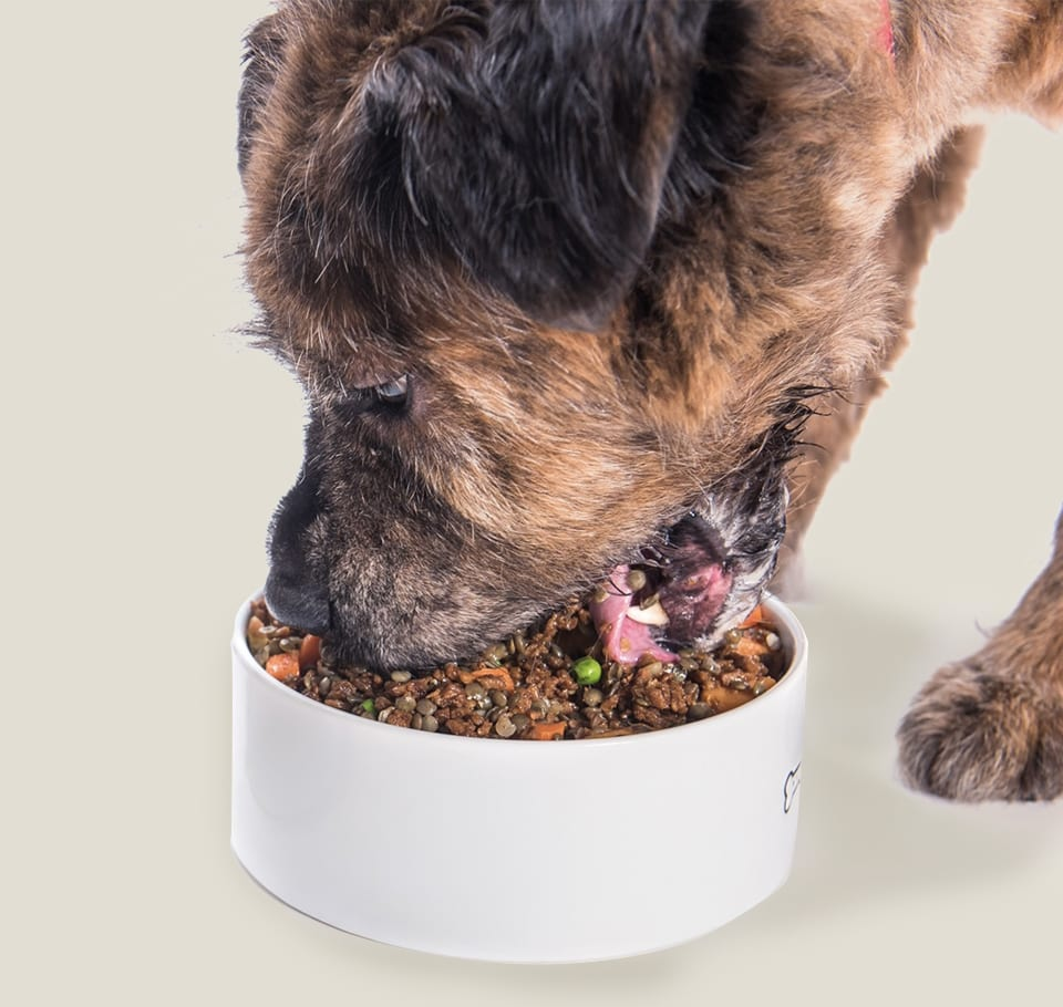 Dog transition guide