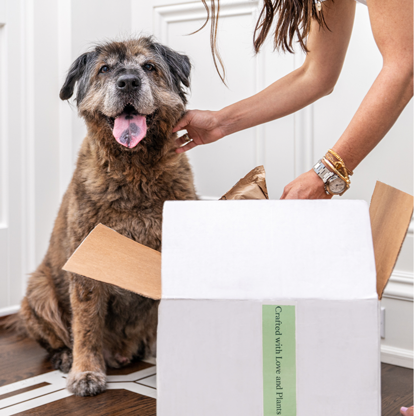 Dog eating fresh food