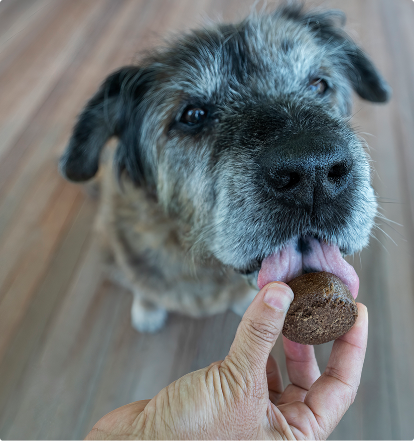 Bramble's Sweet Potato & Peanut Butter Plant-Based Dog Treats
