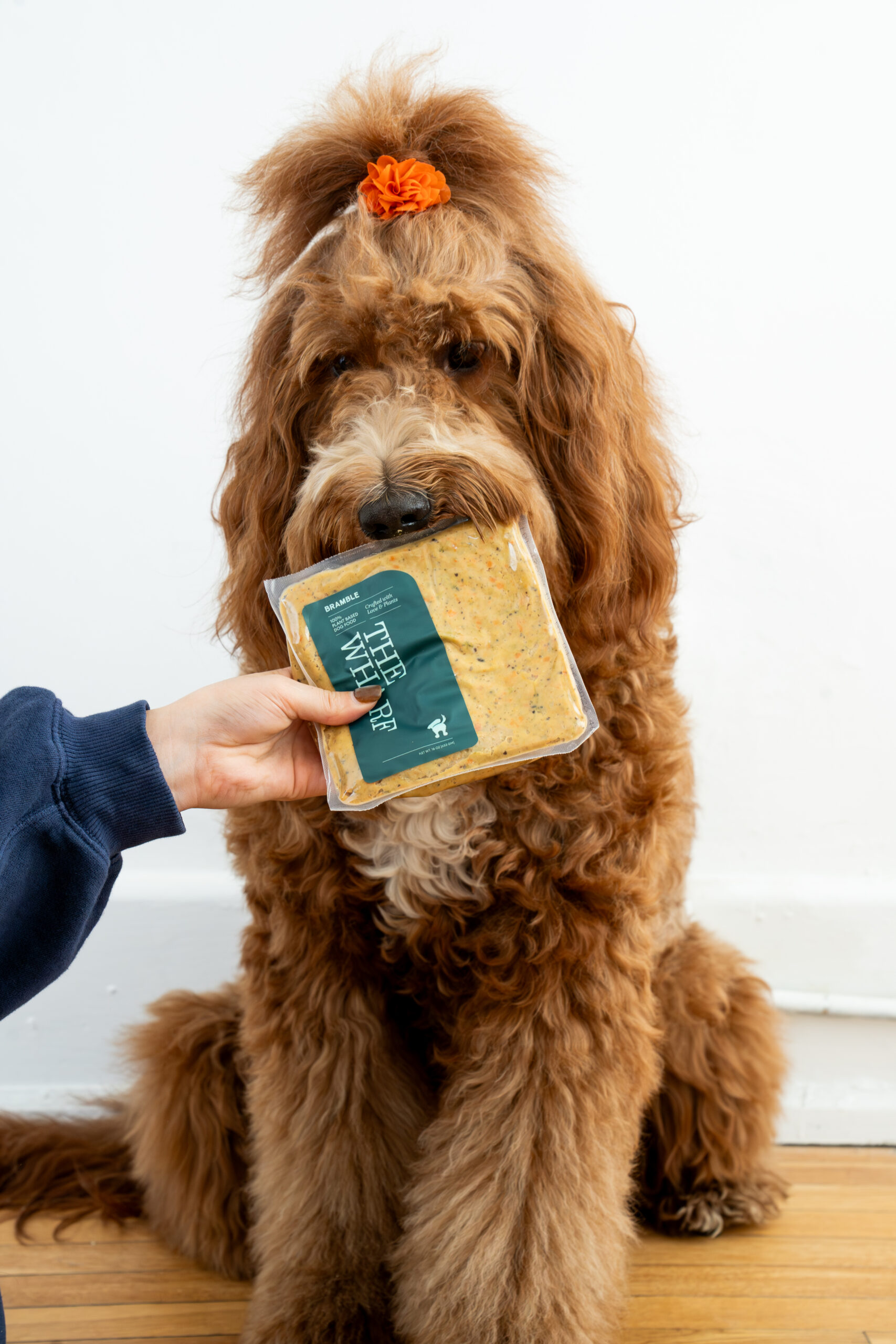 Bramble answers Can Dogs Be Vegan?