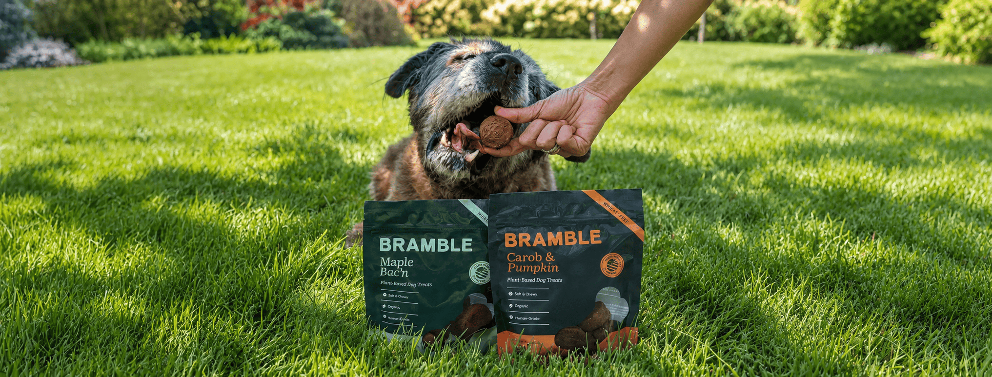 Happy Dog on Grass Enjoying Bramble Treats